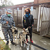 В Центр кинологической службы Отдела МВД Армавира прибыли 2 немецкие овчарки 