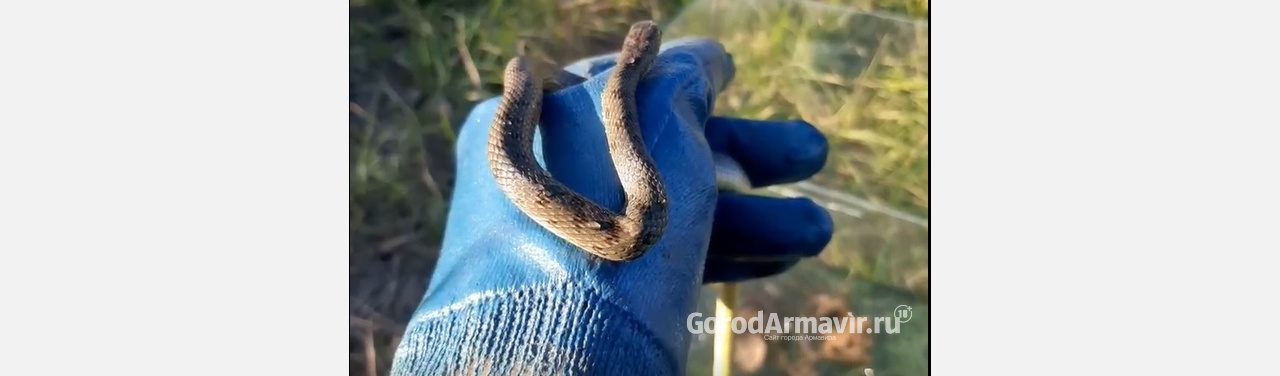 Специалисты из Армавира лечат завязанную в узел змею 