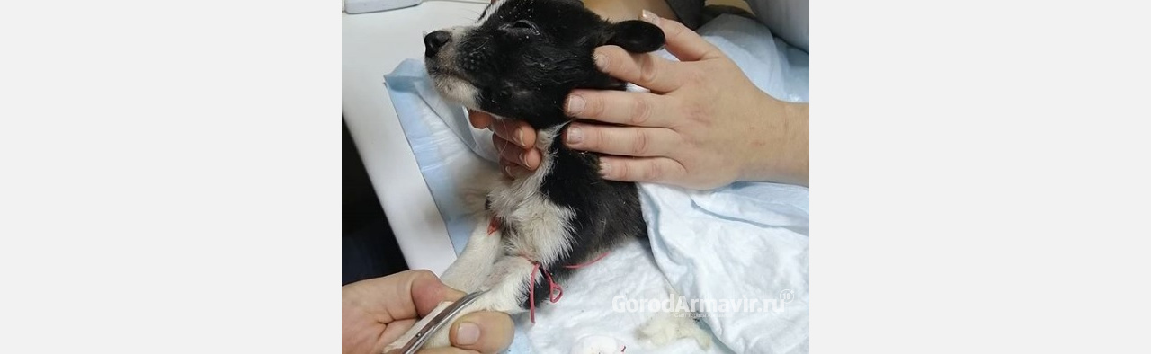 В Армавире зоозащитники спасли чуть не погибшего на морозе щенка 