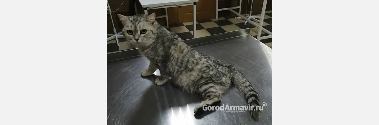 Изверг прострелил позвоночник кошке в Армавире 