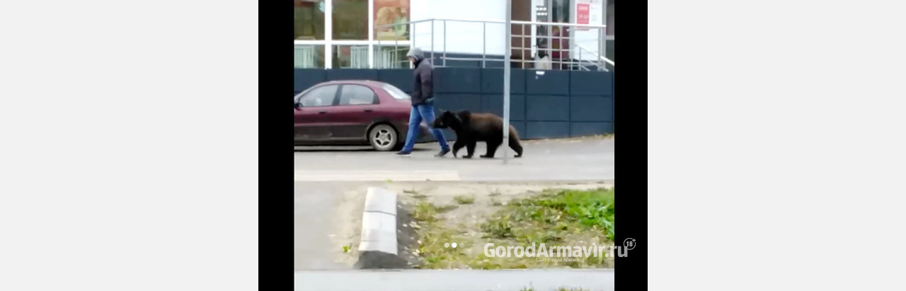 Медведь из Армавира на поводке попал на видео во время прогулки  по улицам Венева 