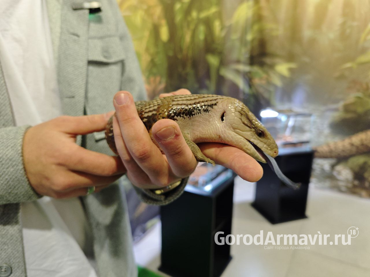 В Армавире до 23 февраля будет работать выставка пауков и рептилий «Тайна хищных»
