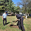 В Армавире сотрудники полиции высадили 15 деревьев