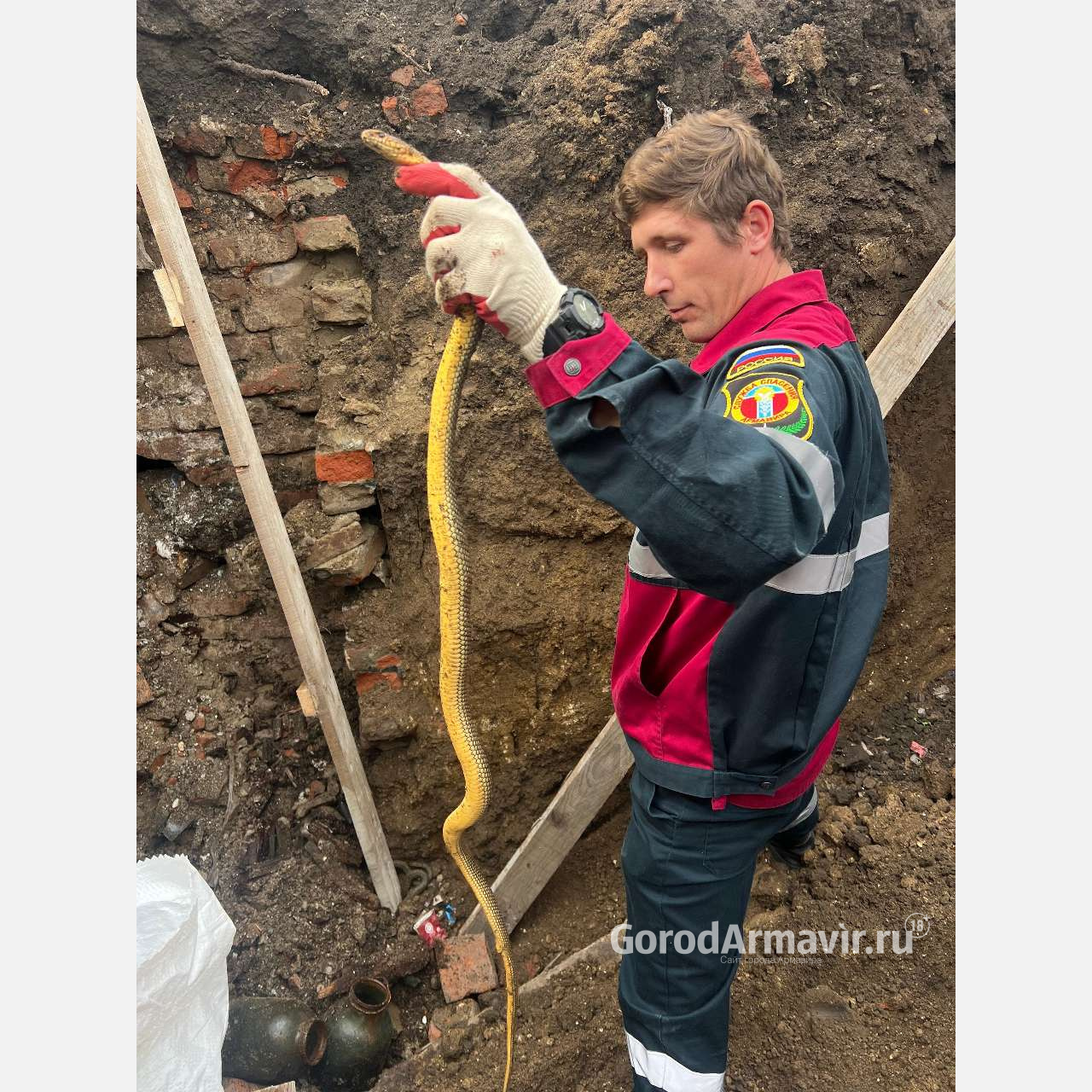 Спасатели поймали змею на дачном участке в Армавире 