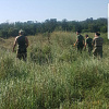 В Армавире в ходе 3 этапа операции «Мак-2021» уничтожено более  2 тысяч кустов дикорастущей конопли
