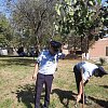 В Армавире сотрудники полиции высадили 15 деревьев