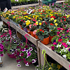 В Армавире прошел 5 фестиваль «Феерия цветов»