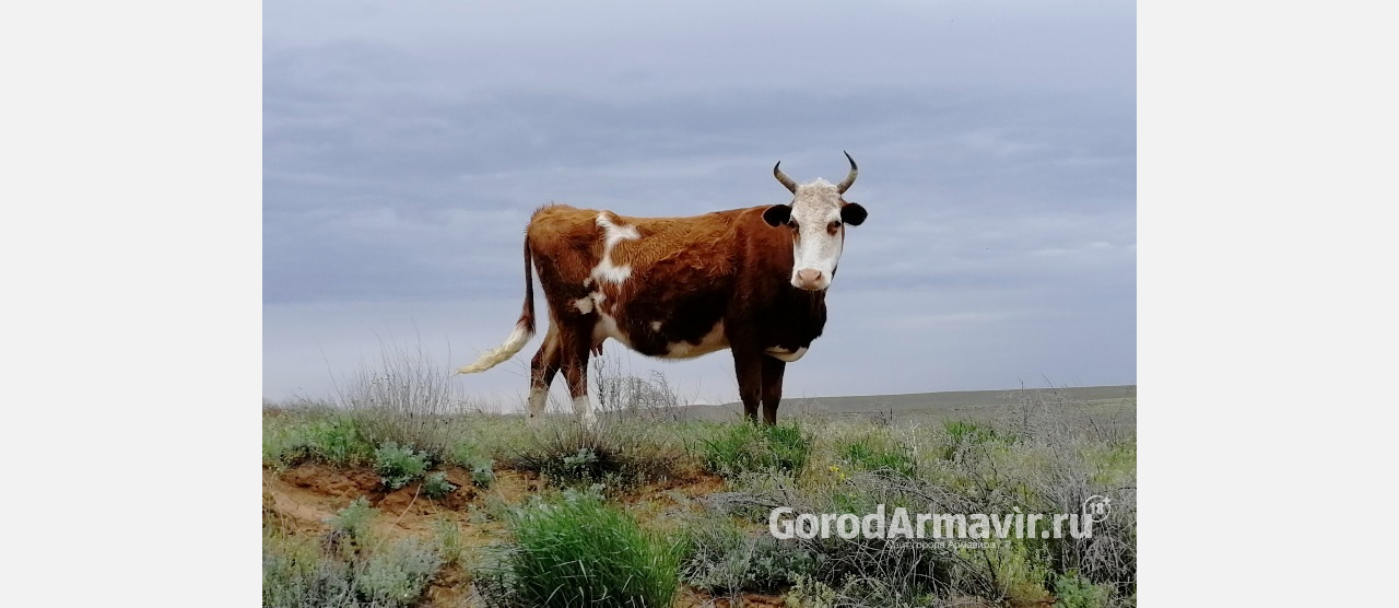 В Армавире обнаружили лейкоз у коров 40% личных хозяйств