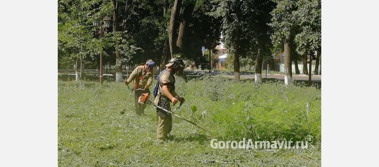 В Армавире проводят ежедневный покос амброзии и травы