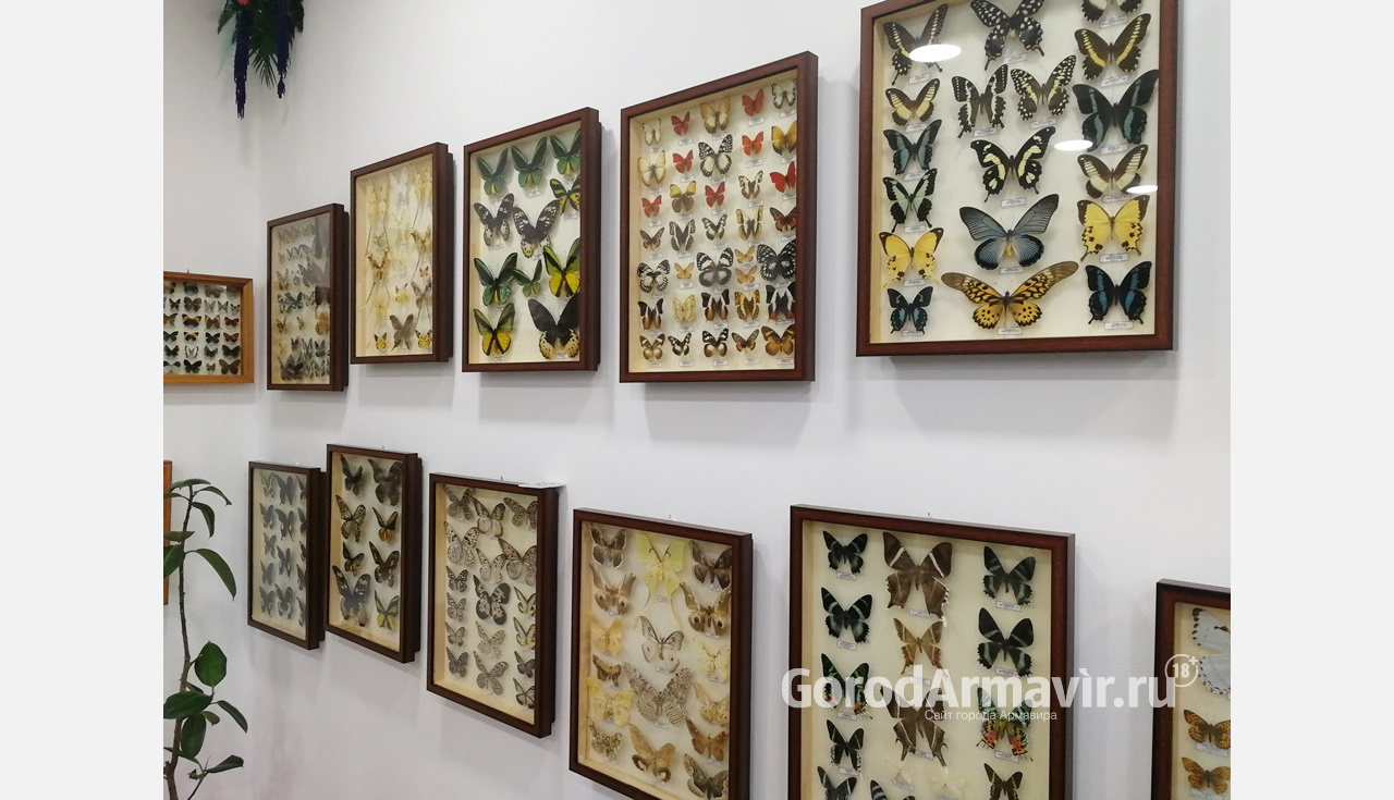 В Армавире открылся музей «Насекомые мира» с 5 тысячами экспонатов