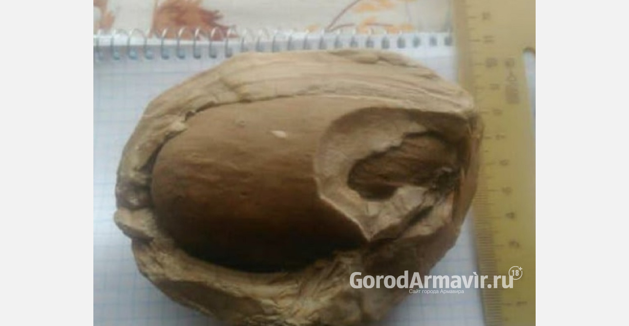 Житель Армавира продает яйцо динозавра за 3 млн руб 