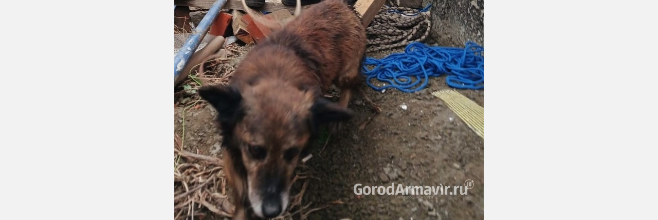 Спасатели Армавира вытащили из колодца бездомного пса 