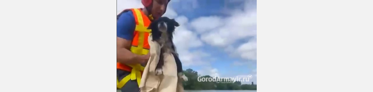 Еще один спасенный хвостик: умирающую собаку вытащили специалисты «Службы спасения» в Армавире 